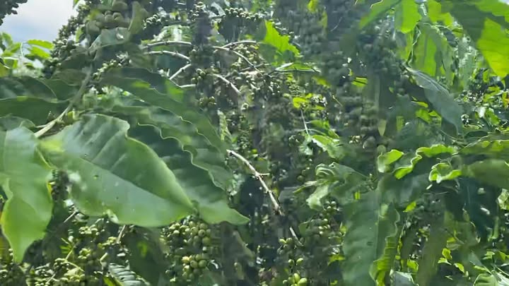 Đất nông nghiệp Bảo Thuận, Di Linh 25,200m² giá 3.1 tỷ - Sổ đỏ chính chủ, đất đỏ màu mỡ!