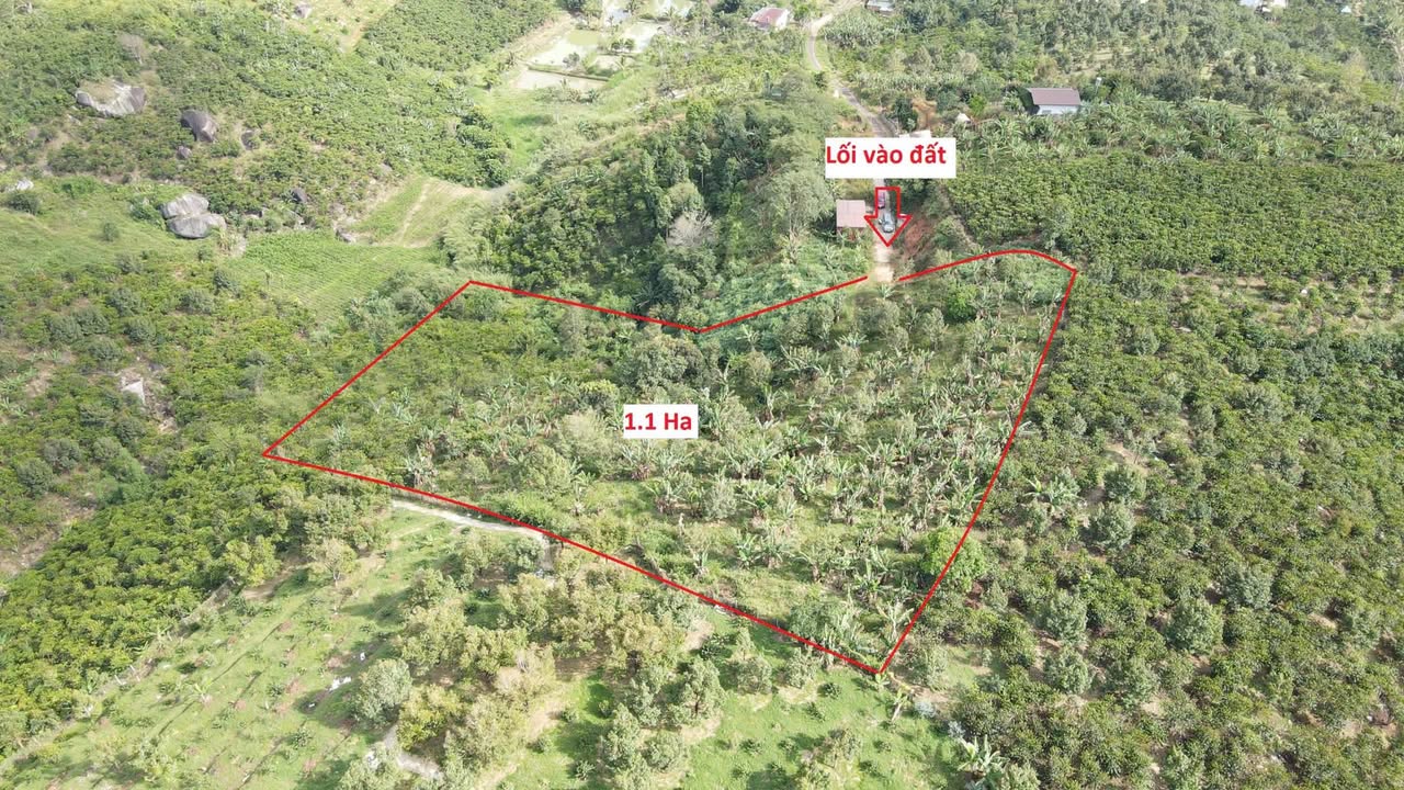 Farm Lộc Đức Bảo Lâm 11,000m² giá 4.765 tỷ - Đường ô tô đến tận nơi!