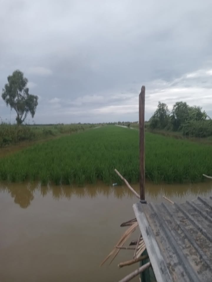 Đất nông nghiệp 20.000m² tại Kinh Xáng 3, An Minh, Kiên Giang giá chỉ 2.3 tỷ - Cơ hội đầu tư sinh lời!