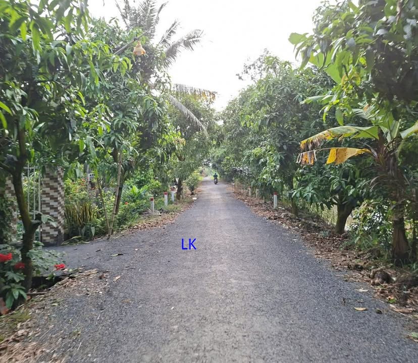 Đất lúa 2 mặt tiền tại Nhị Mỹ, 12.000m² giá chỉ 3 tỷ - Cơ hội đầu tư hấp dẫn!