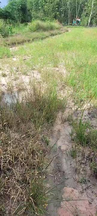 Đất nền Cẩm Giang Gò Dầu 19,500m² giá 4 tỷ - Sổ đỏ chính chủ, đầu tư sinh lợi!