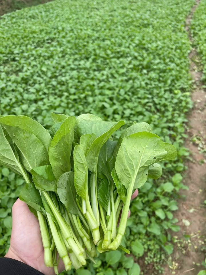 Đất nền Cầu Thia, Nghĩa Lộ 170m² giá 987 triệu - Tiềm năng phát triển cao!