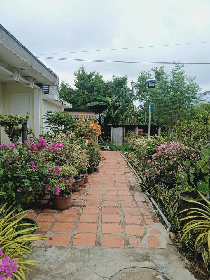 Nhà vườn Phong Nẫm Phan Thiết 2.640m² - Đầu tư sinh lời tuyệt vời!