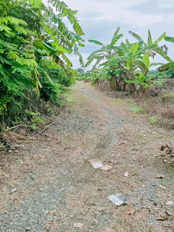 Đất nền 2 xào 3 tại xã Phú Hòa, Đồng Nai - Giá chỉ 900 triệu, thuận tiện xây dựng!