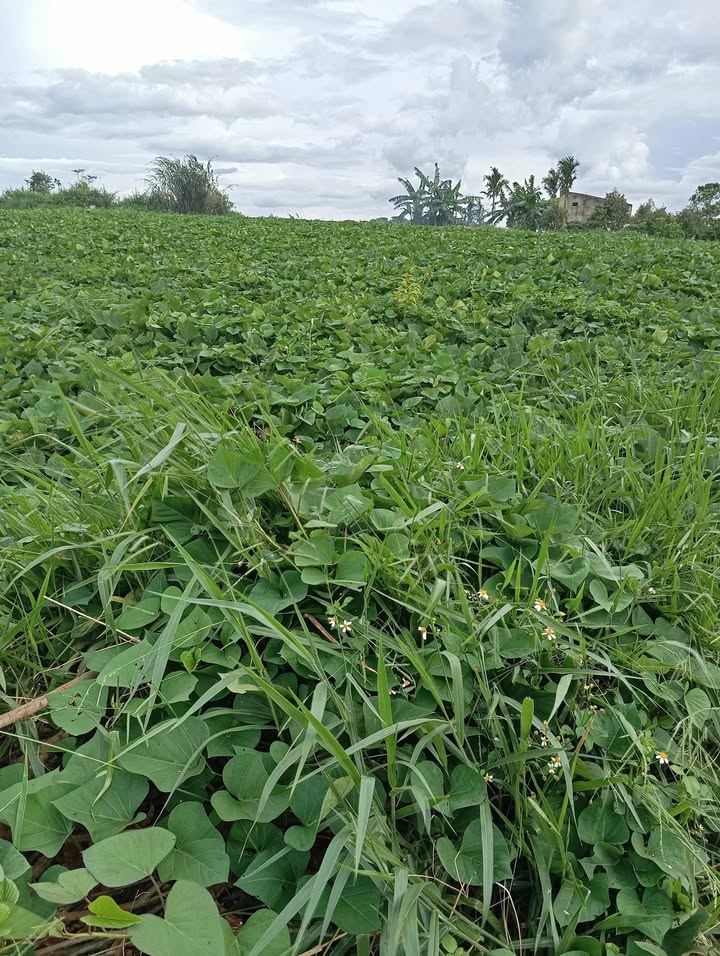 Đất nền Tân Văn Lâm Hà 20,000m² giá 7.4 tỷ - Cơ hội đầu tư tiềm năng!