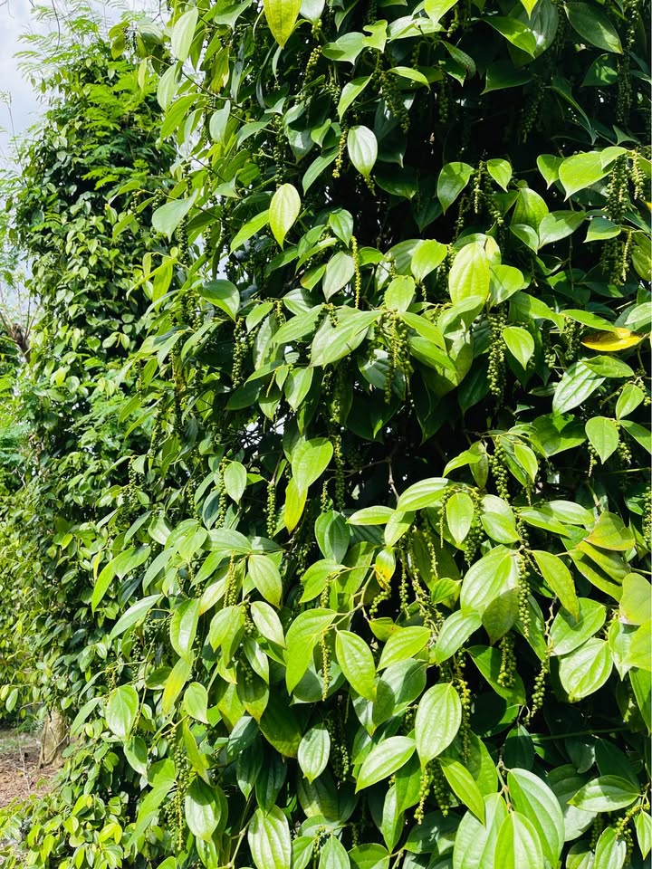 Farm 5 sào tại Xuân Phú, Ea Kar - Đầu tư sinh lời với giá thỏa thuận!