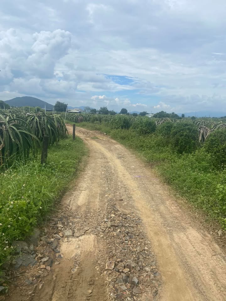 Farm Hàm Kiệm 28800m² giá 7.2 tỷ - Đất cao ráo, sổ đỏ chính chủ!