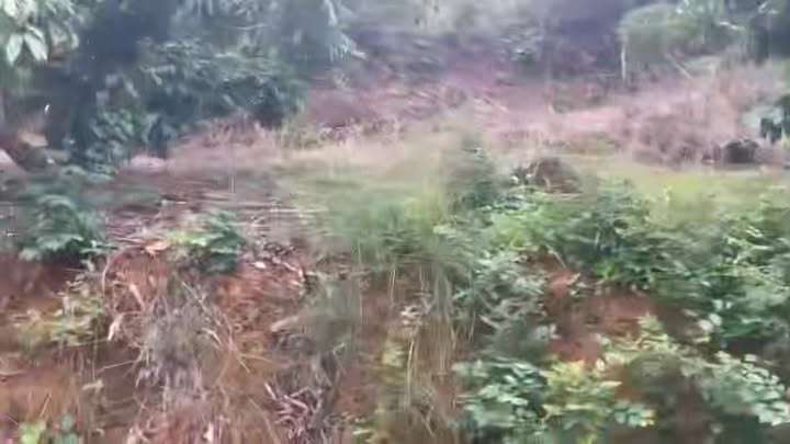 Farm Đèo Gia Lục Ngạn 6000m² giá 1 tỷ - Nhà ở ngay, sổ hồng đầy đủ!