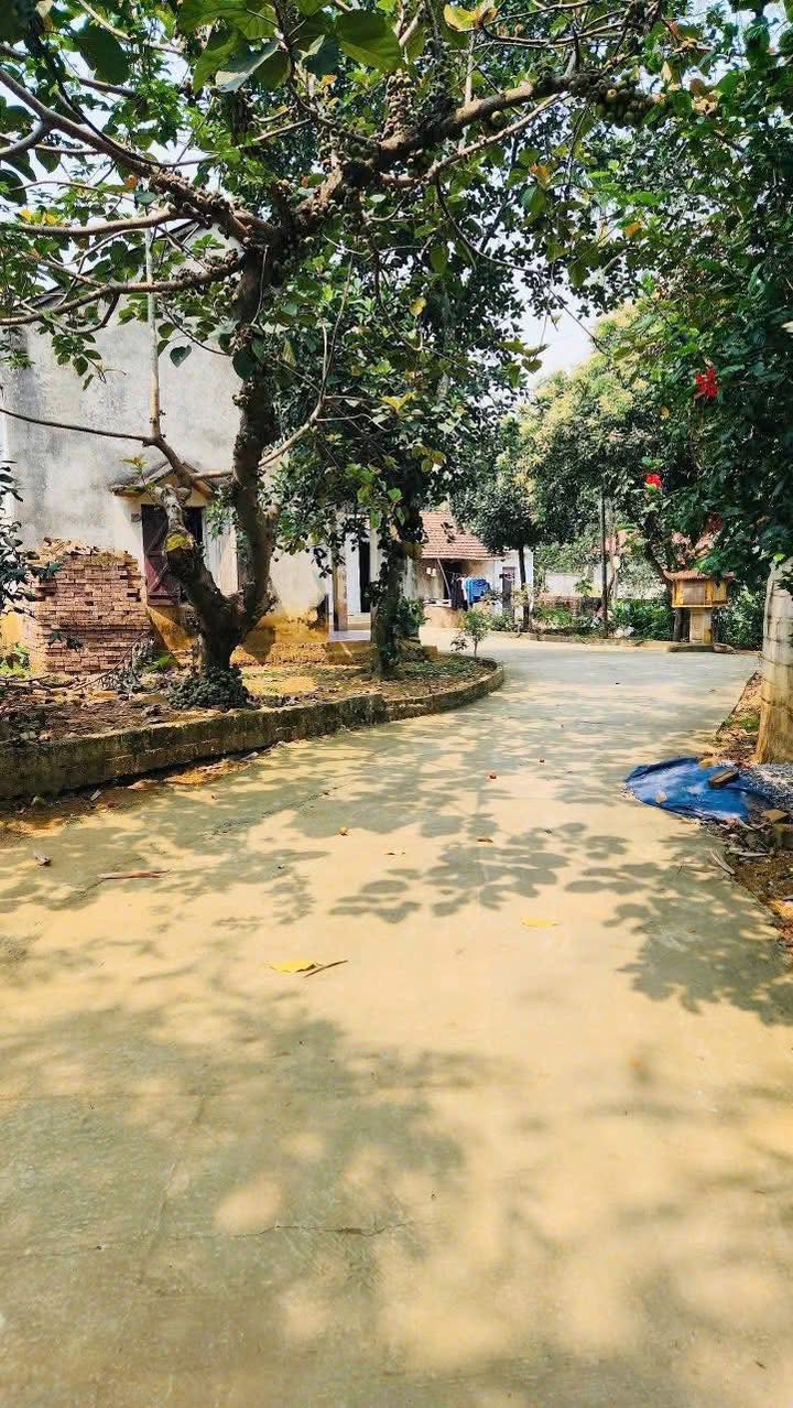 Đất Farm Tản Lĩnh Ba Vì 1115m² giá 5 tỷ - Đầu tư lý tưởng cho nghỉ dưỡng!