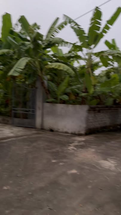 Đất nền 168m² tại Quang Tiến, Tân Yên chỉ 500 triệu - Cơ hội đầu tư hấp dẫn!