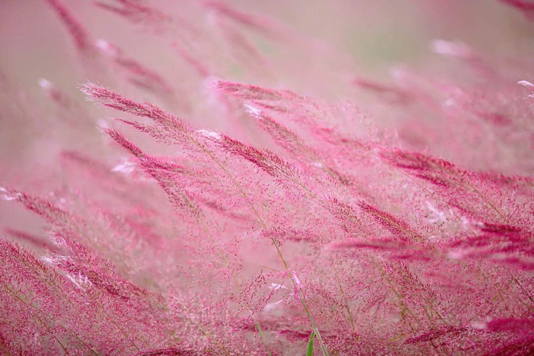 Đất nền An Ngãi, Long Điền 225m² giá 1.56 tỷ - Đường xe tải vào tận nơi!