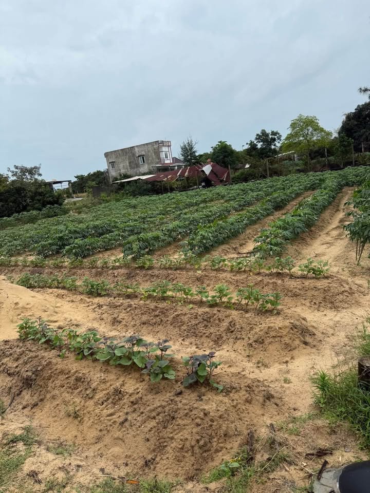 Đất nền Duy Nghĩa 99m² giá chỉ 500 triệu - Cơ hội đầu tư hấp dẫn!