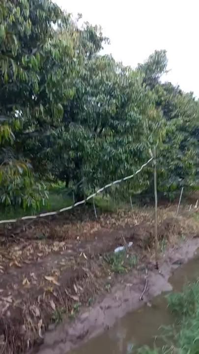 Farm sầu riêng Hòa Khánh 4500m² giá 2.7 tỷ - Đầu tư sinh lời hấp dẫn!