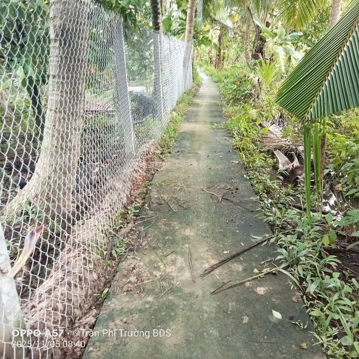 Đất nông nghiệp Phước Mỹ Trung, Mỏ Cày Bắc 2200m² giá 1.6 tỷ - Đầu tư sinh lời ngay!