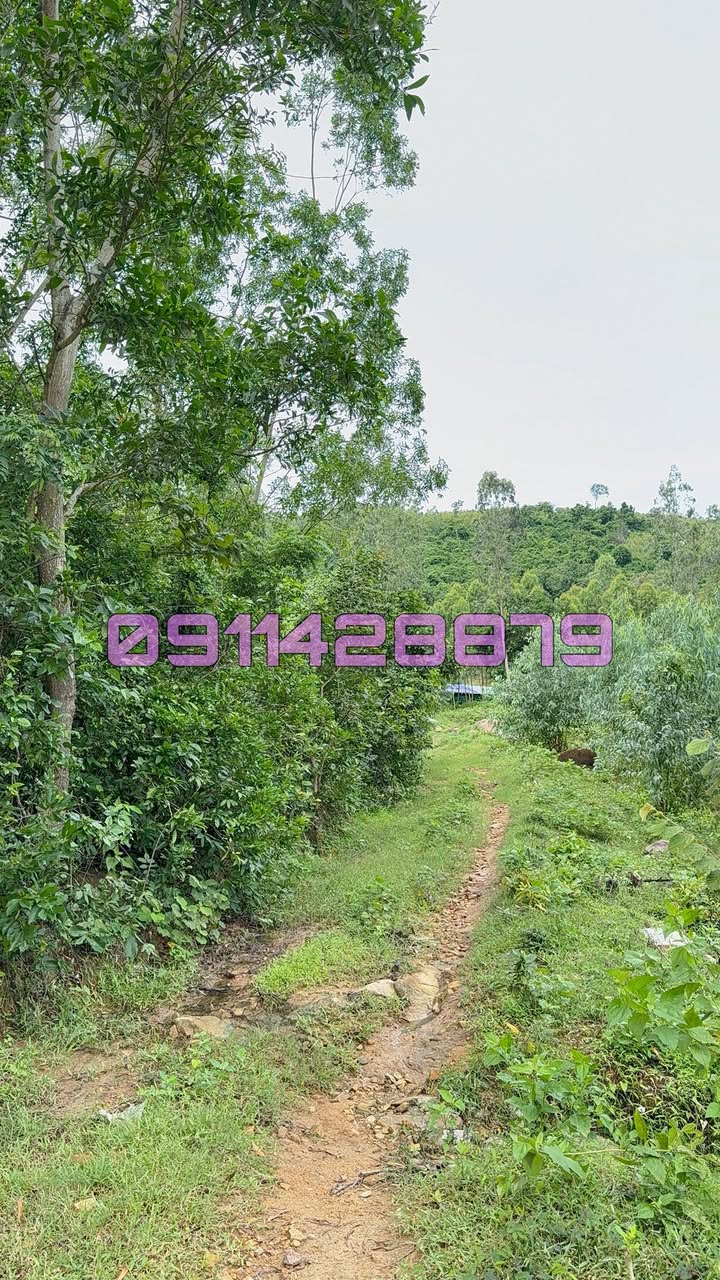 Đất nông nghiệp 5 hecta tại Hoà Quang Nam, Phú Hoà, Phú Yên giá 1.1 tỷ - Sổ hồng riêng, đầu tư sinh lời!