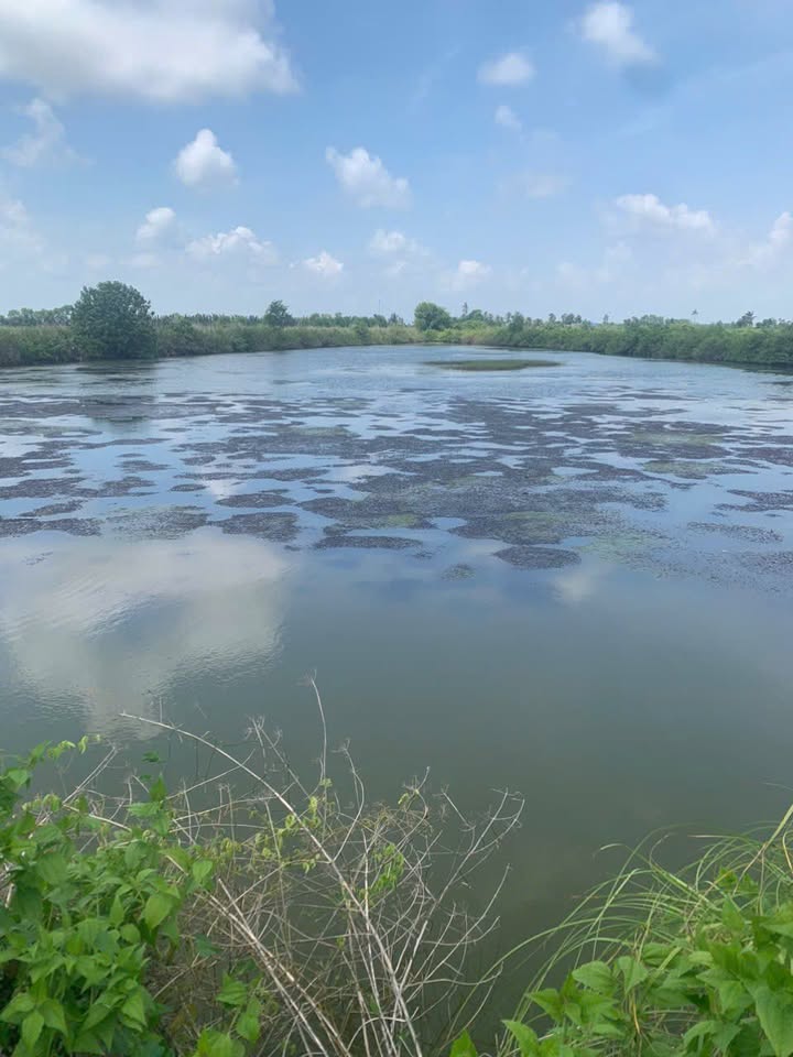 Đất vuông Khánh Tiến, Cà Mau 5200m² giá 95 triệu/công - Sổ hồng chính chủ!