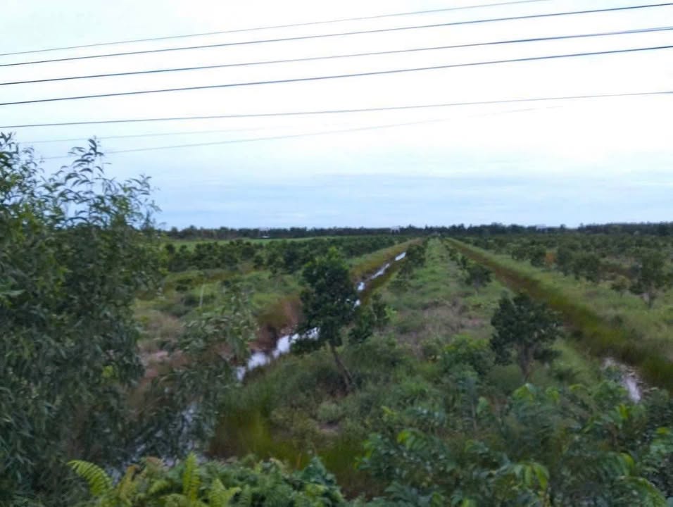 Đất mặt tiền đường GTNT T5, xã Thuận Bình, Thạnh Hóa, Long An - Ngang 200m, giá 16 tỷ - Cơ hội đầu tư tuyệt vời!