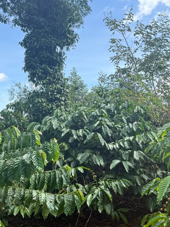 Lô cà phê 4 sào 3 xã Ea Siên, Buôn Hồ - Đầu tư sinh lời ngay!