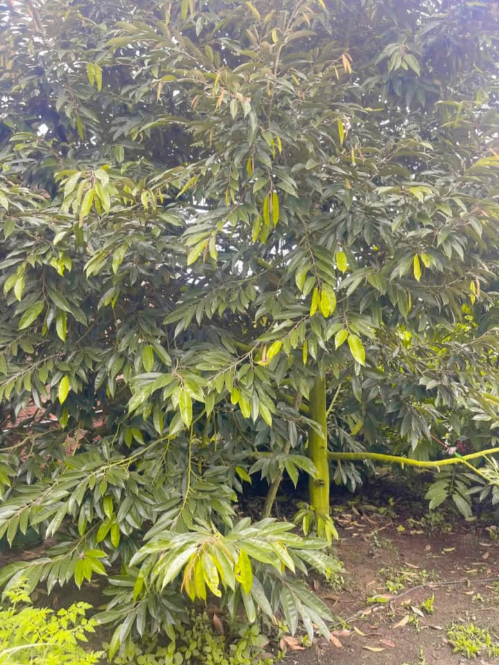 Đất Farm Xuân Phú Ea Kar 3600m² giá 4 tỷ - Nguồn thu ổn định từ sầu riêng và cà phê!