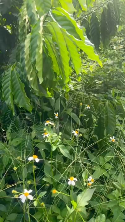 Đất nền 8 sào xã Ea Na Đắk Lắk giá 900 triệu - Cơ hội đầu tư hiếm có!