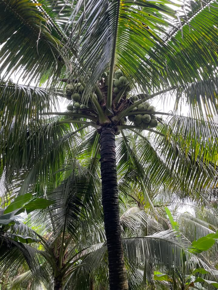 Đất vườn dừa Giồng Trôm Bến Tre 2168m² giá 550 triệu - Cơ hội đầu tư hấp dẫn!