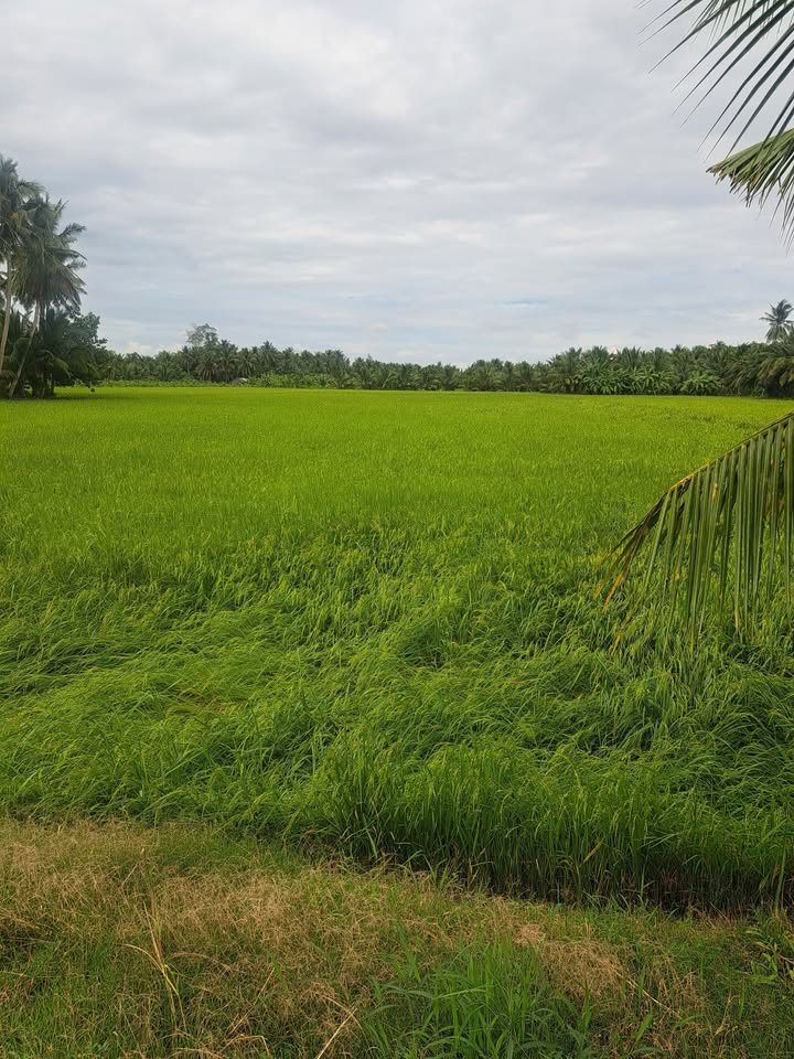 Đất nông nghiệp 14,000m² tại ấp 5, xã An Trường - Giá chỉ 2.38 tỷ VND!