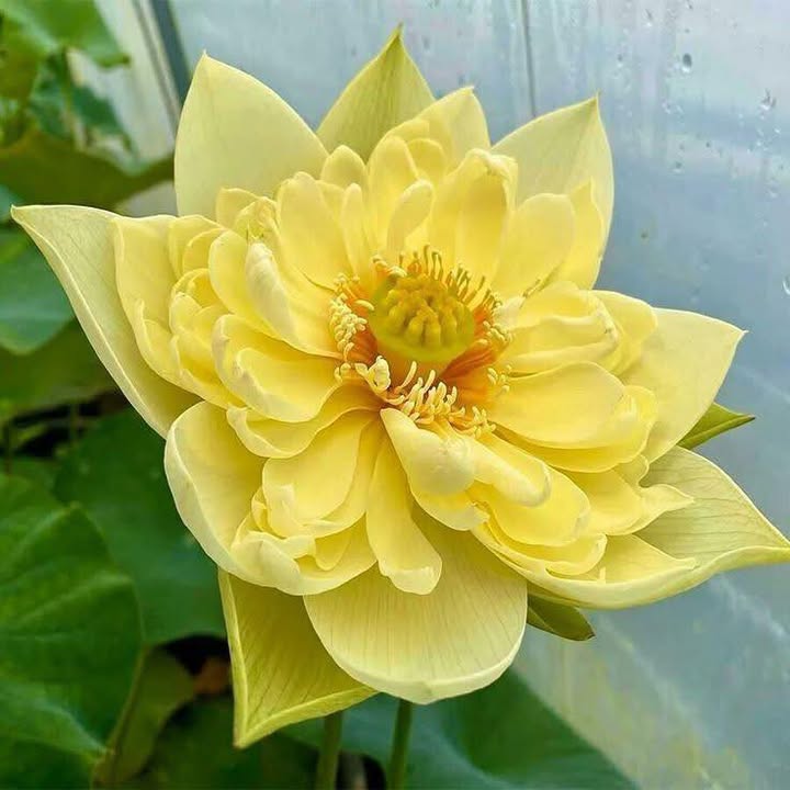 Nhà riêng Nhị Bình Hóc Môn 40m² giá 820 triệu - Sổ đỏ chính chủ, gần Vila H2O!