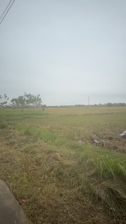 Đất đấu giá Thôn Ty, Thống Nhất, Gia Lộc 100m² - Pháp lý rõ ràng, giá thỏa thuận!