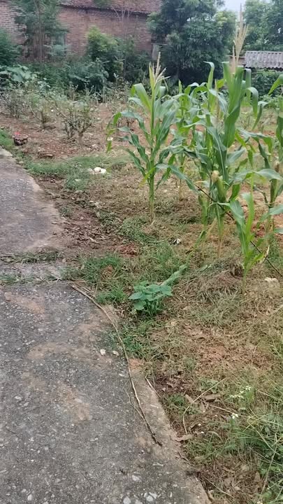 Đất nền thổ cư 240m² mặt tiền 15m tại An Hà, Lạng Giang - Giá chỉ 1 tỷ