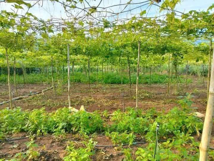 Đất nền xã Quảng Lập, Đơn Dương 296m² giá 750 triệu - Vị trí đắc địa, tiện ích đầy đủ!