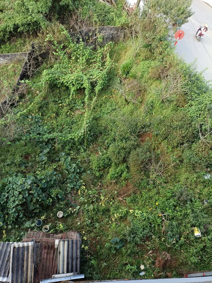 Đất cho thuê tại Sa Pa 150m² - Phù hợp làm homestay hoặc quán cà phê