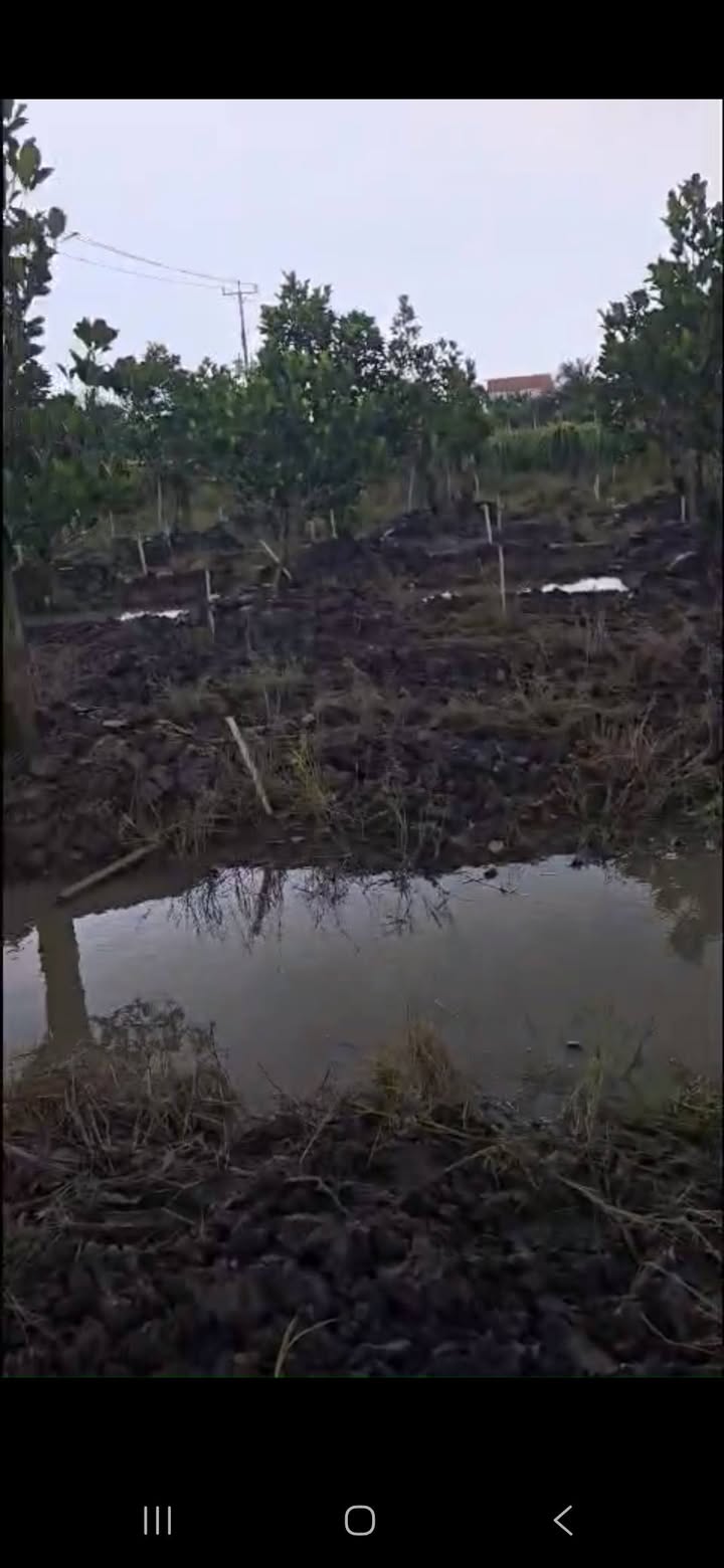 Đất vườn 5000m² tại xã Mỹ An, Đồng Tháp - Giá chỉ 3.5 tỷ, tiện làm vườn nghỉ dưỡng!