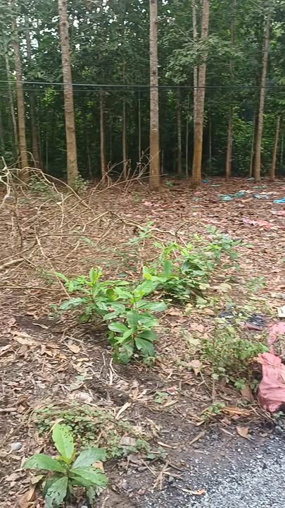 Đất mặt tiền đường nhựa ấp Bảy Xào Dơi B, Trà Cú, Trà Vinh 1000m² - Giá tốt chỉ 30 triệu/m²!