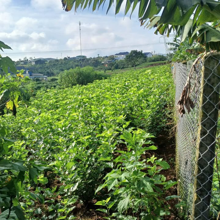 Đất nền Hẻm 58 Trần Nhật Duật, Bảo Lộc 740m² - Giá chỉ 2 tỷ, cơ hội đầu tư tốt!