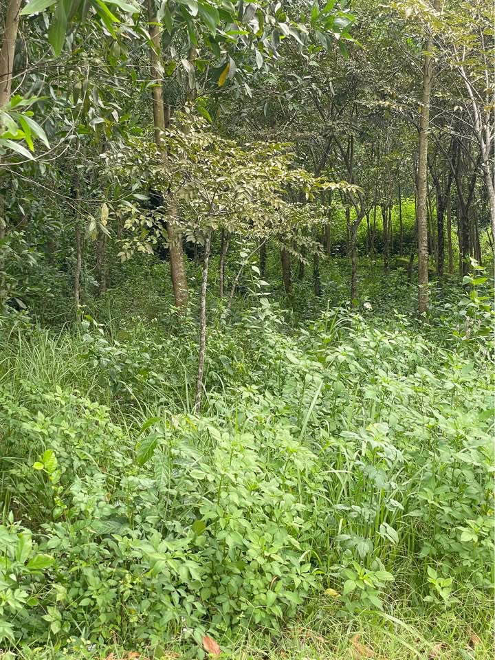 Đất vườn 920m² thôn Đức An, Thăng Bình, Quảng Nam - Sổ hồng chính chủ, giá tốt!