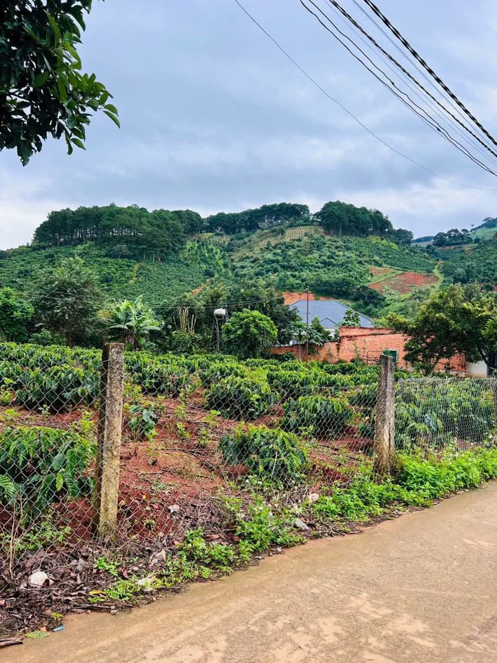 Đất nền Cam Ly, Đà Lạt 451m² giá 1.75 tỷ - Đầu tư sinh lời ngay!