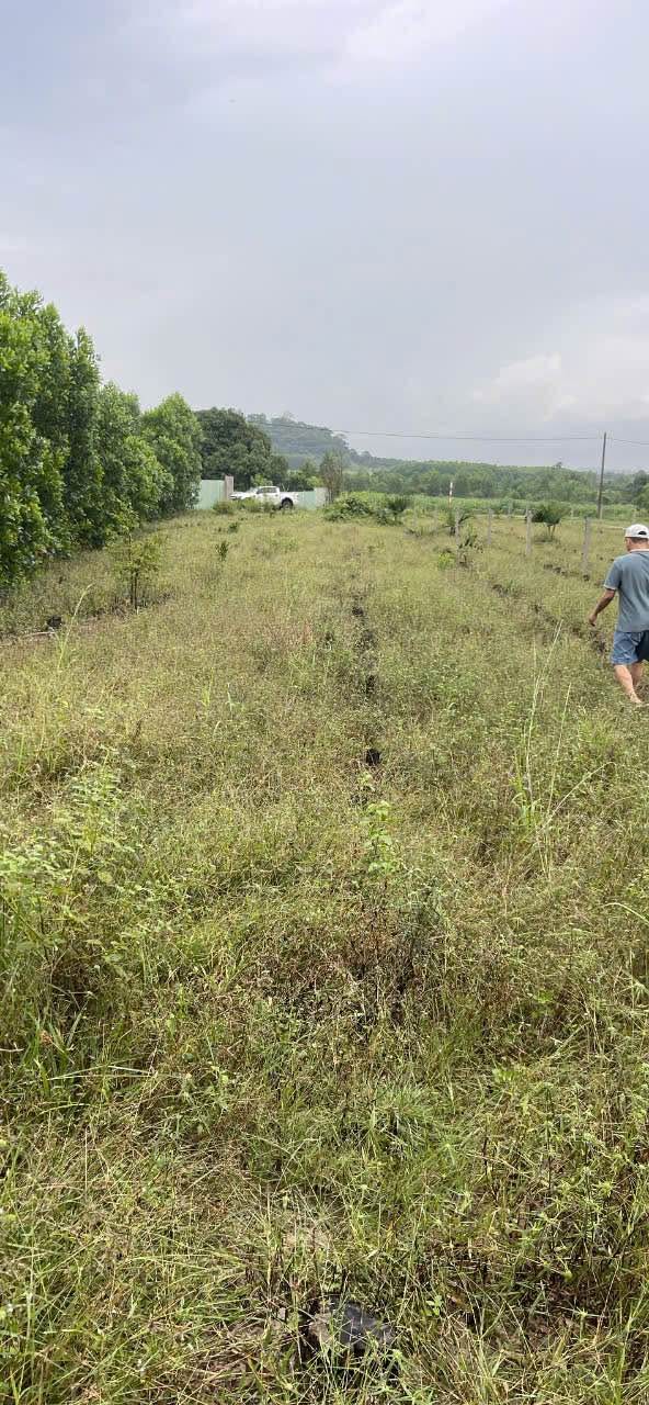 Đất nền 1000m² tại xã Hoà Hiệp, Xuyên Mộc chỉ 550 triệu - Cơ hội đầu tư hấp dẫn!