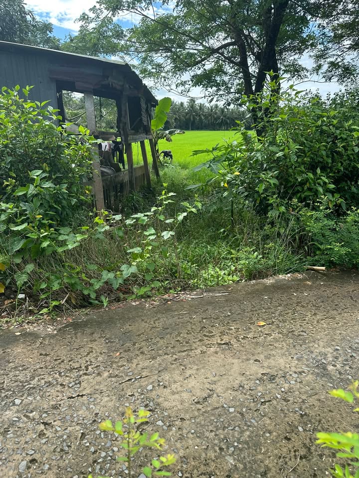 Đất ruộng mặt tiền đường Bến Chùa, Trà Vinh 4000m² giá 440 triệu - Cơ hội đầu tư hấp dẫn!