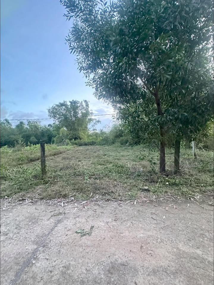 Đất nền Cát Trinh, Phù Cát 442m² giá chỉ 4xx triệu - Tiềm năng đầu tư lớn!