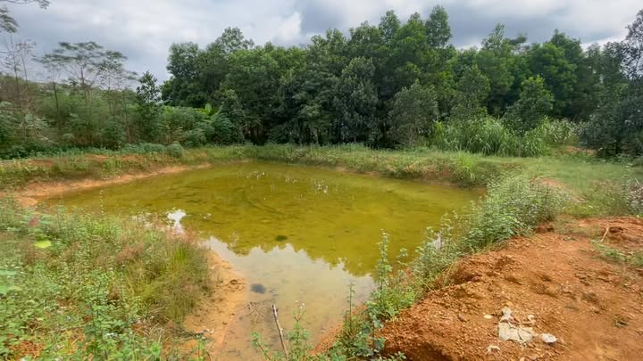 Lô đất nghỉ dưỡng Phúc Khánh 2000m² giá 1.x tỷ - Bán đất tặng nhà vườn đẹp!