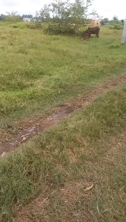 Đất thổ cư Đức Lập Hạ 110.000m² giá 3.65 tỷ - Cơ hội đầu tư sinh lời!