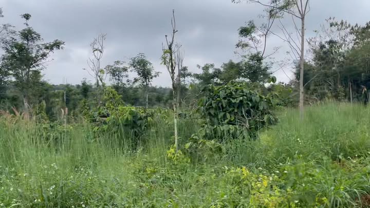 Đất nền 3200m² Thuận Hà, Đắk Nông giá 1.65 tỷ - Pháp lý rõ ràng, đầu tư sinh lời!