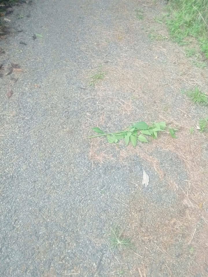 Đất tách thửa tại xã Hòa Nam, Di Linh 2000m² giá 1.2 tỷ - Đầu tư sinh lời hấp dẫn!