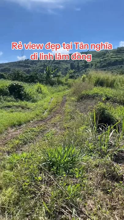 Đất Farm Tân Nghĩa Di Linh 1ha giá chỉ 3.85 tỷ - Cơ hội đầu tư sinh thái nghỉ dưỡng!