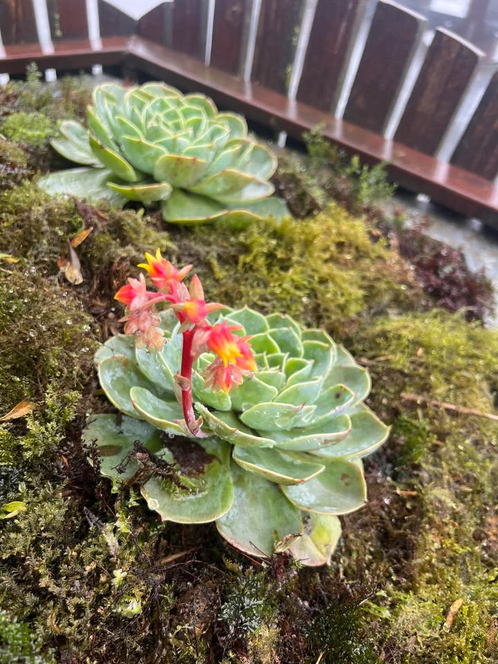 Lô đất An Thượng Hoài Đức 39m² giá 1.5 tỷ - Kinh doanh sầm uất!