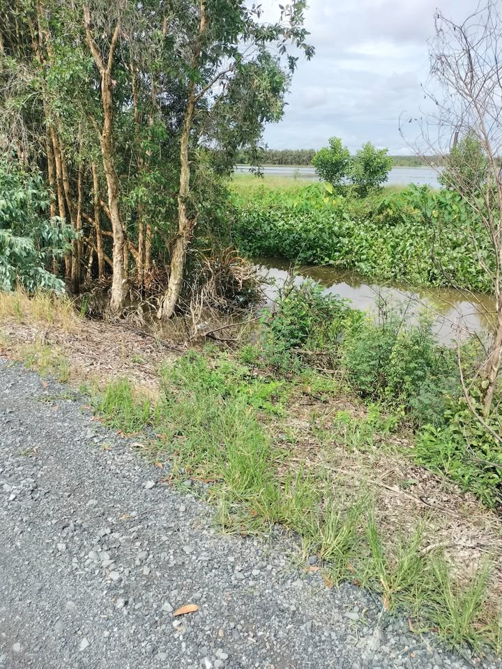 Đất lúa Long Thuận Thủ Thừa 12000m² chỉ 3 tỷ - Gần kênh Đá Xanh, ô tô vào tận nơi!