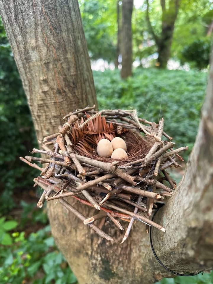 Đất thổ cư tại Đức Chính, Đức Linh - Diện tích đa dạng, giá tốt từ 365 triệu!