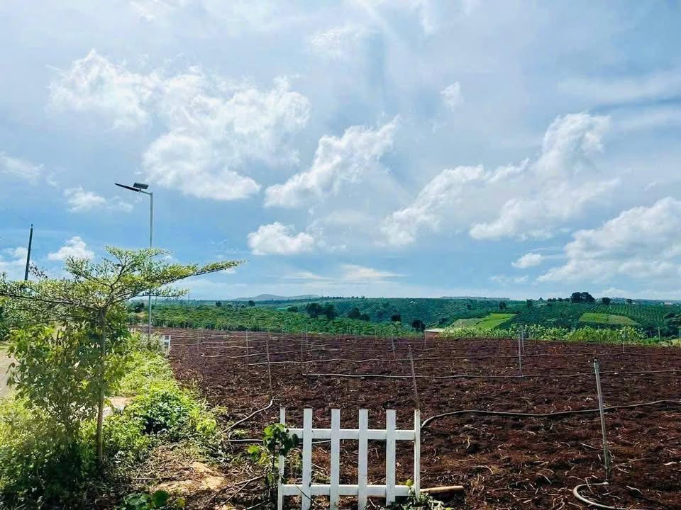 Đất Phúc Thọ, Lâm Hà 1049m² - Giá thu hồi vốn, thích hợp làm nhà vườn!