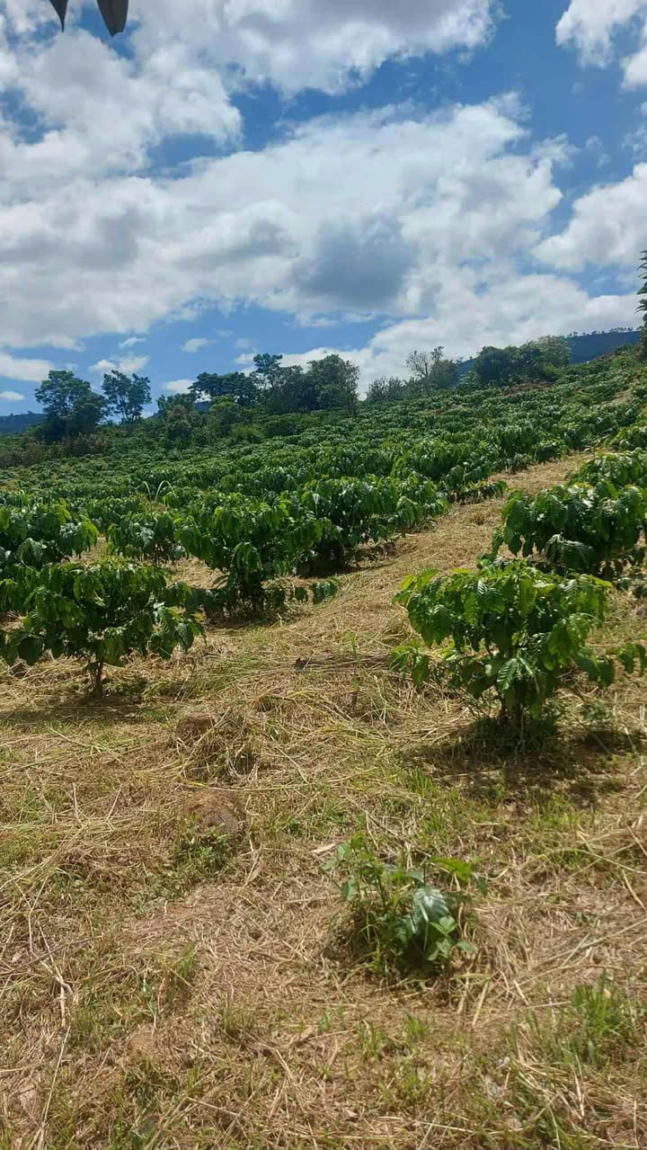 Đất nền 1ha Đinh Trang Thượng, Di Linh giá 2.4 tỷ - Đường nước thuận tiện