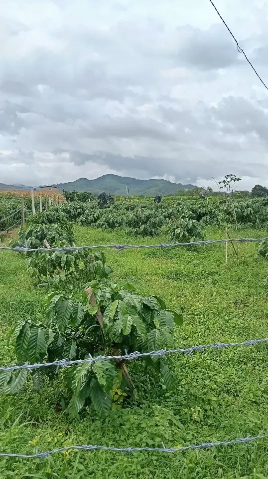 Đất mặt tiền đường Phan Chu Trinh, Bảo Lộc 360m² giá 1.8 tỷ - Cơ hội đầu tư tuyệt vời!